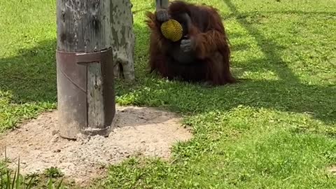 orangutans