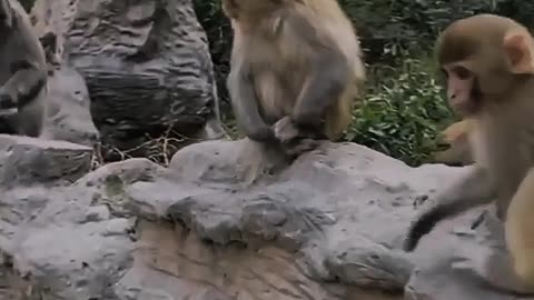 This monkey was surprised to see a strange animal enter their playground