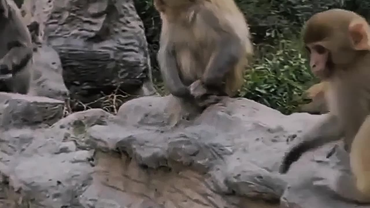 This monkey was surprised to see a strange animal enter their playground