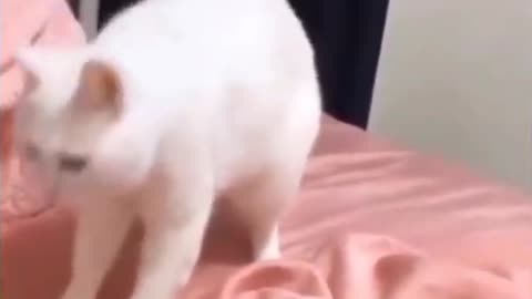 Cat's tiktok compilation