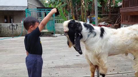 cute goat asking to be carried