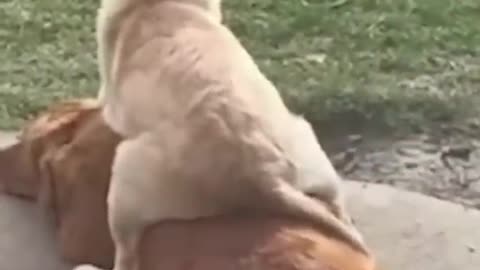 Best Funniest Animal Videos 2023 😂
