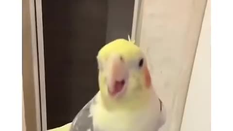 The best bird duo