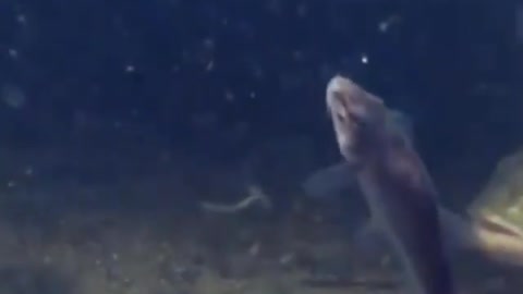 This is a beautiful and charming water-dwelling species