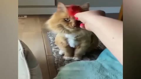 cat 😺 funny videos 🤣📸