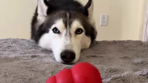 Meekathehusky is always complaining with us😩😅