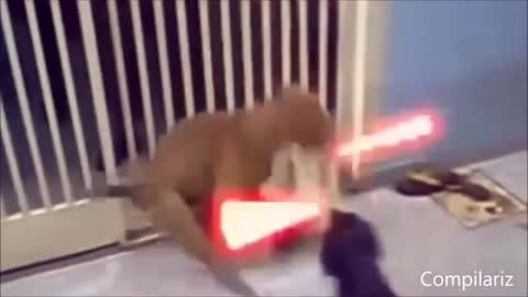 Funny animal videos of 2022