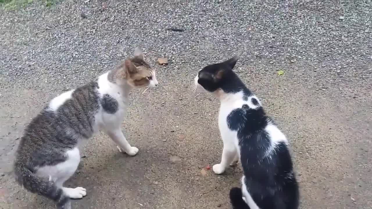 The rarest cats want to fight