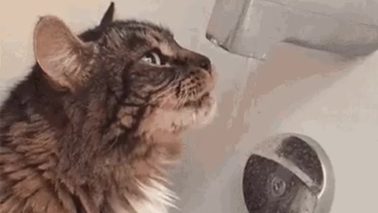Cute Cat Gif