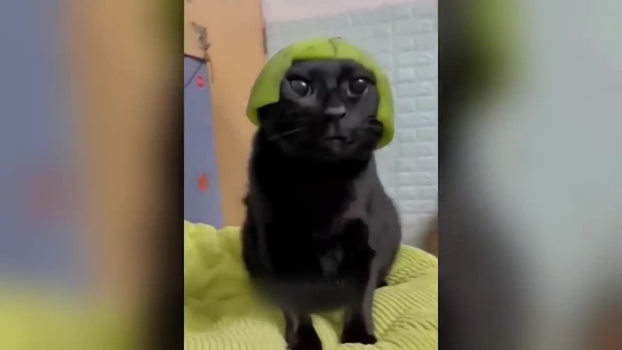 Funniest Animals 2023 π Best Funny Cats and Dogs πΊπΆ #20