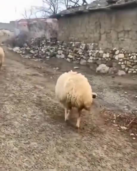 Training this little fluffball to be a paw-fect protector! 🐶