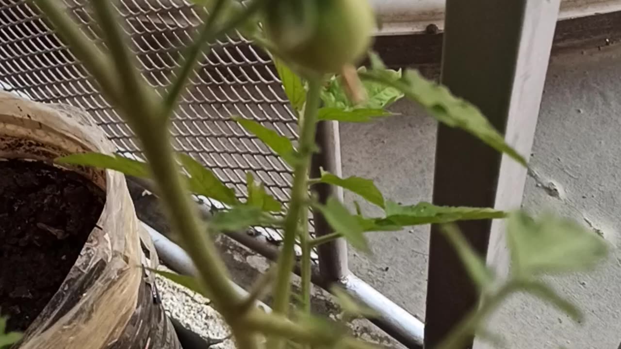 Tomatoes in a pot