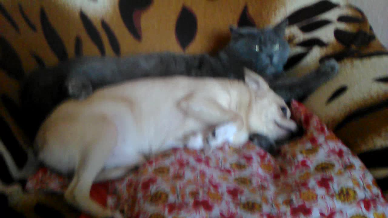 Cat couldn't care less about dog's affection