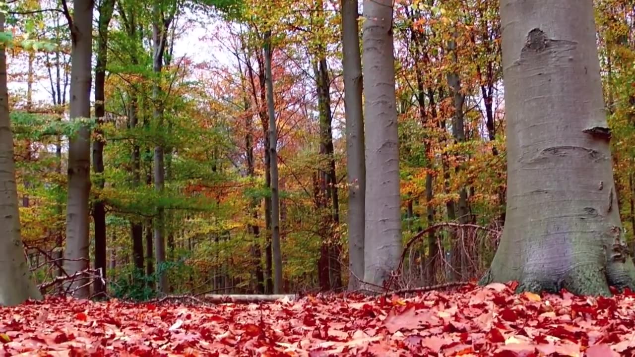 Clemens Lettinck - Herfst Autumn (2009)