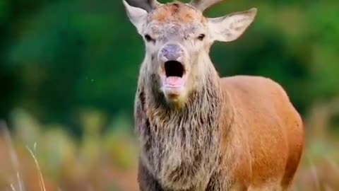 What mountain deer