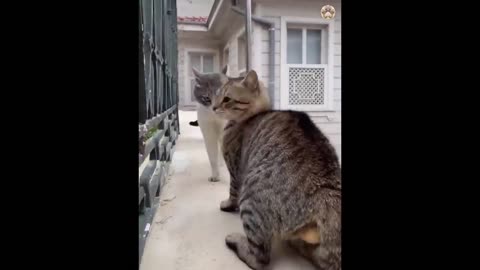 Funny Animals 😂 Funniest Cats and Dogs Videos 😺🐶