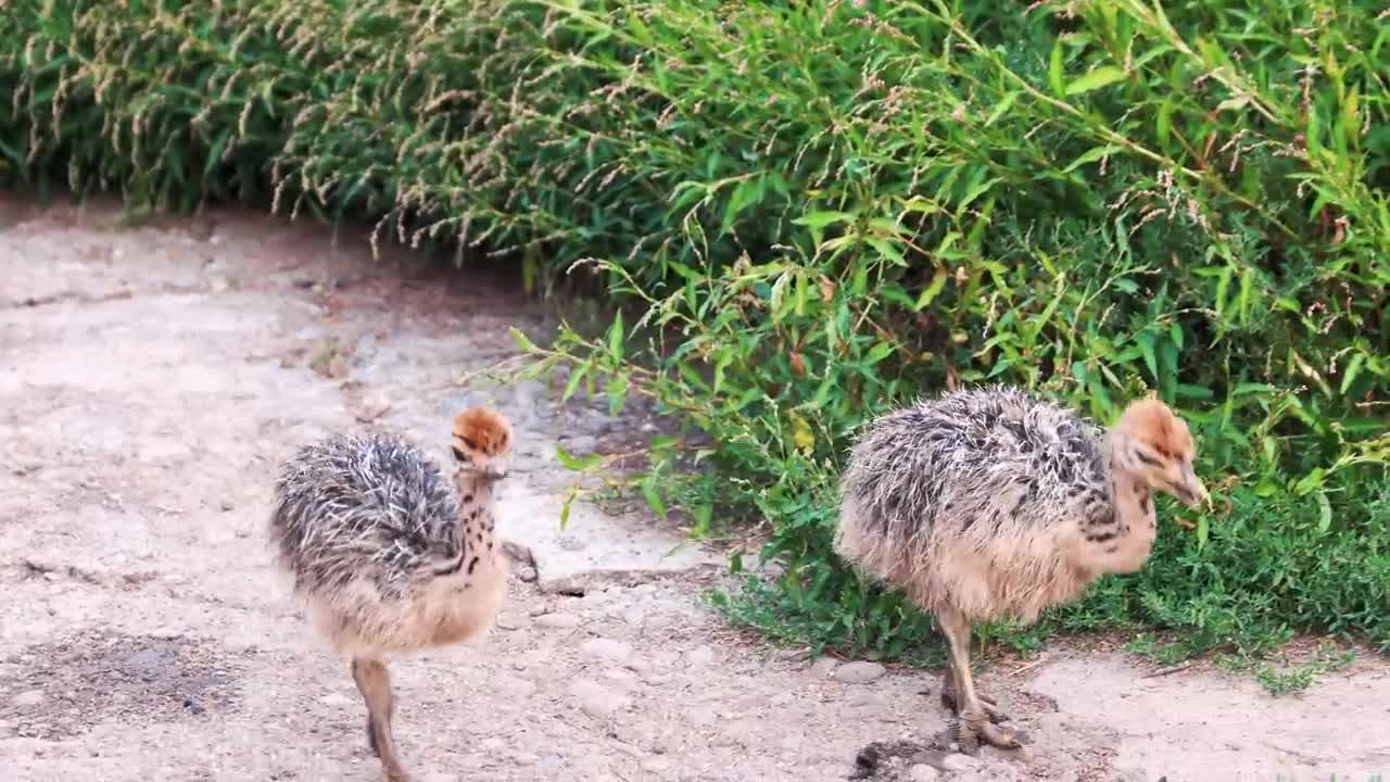 Baby Animals Amazing