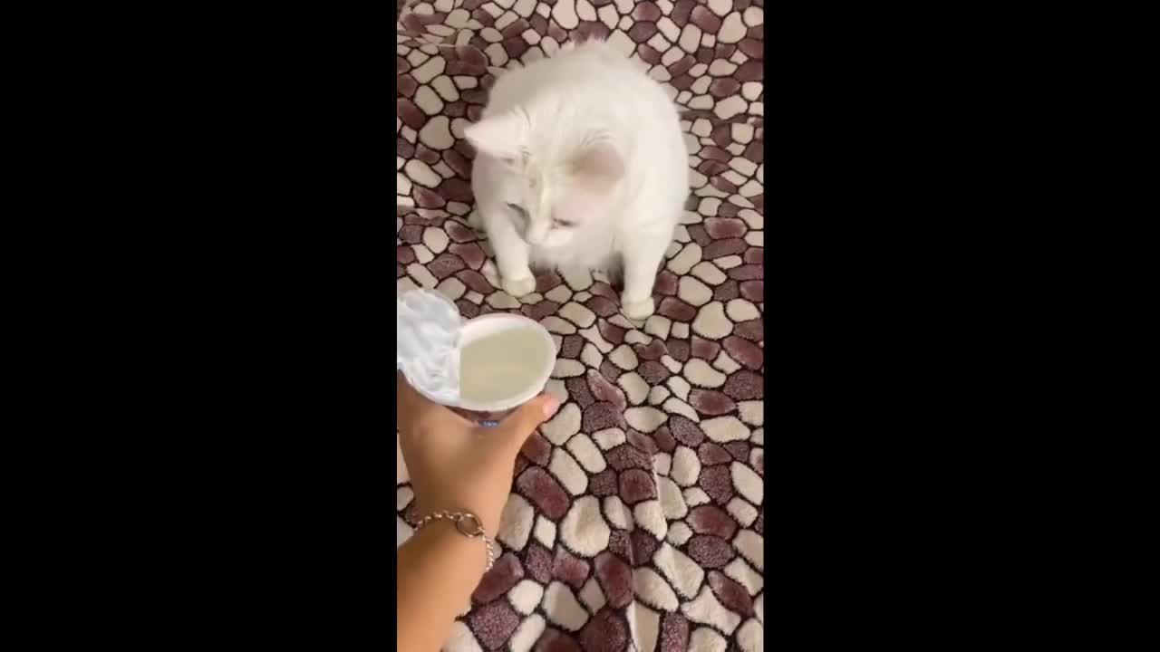 Cats Funny Videos - Cute Cats - Crazy Cats S2 S2 S2