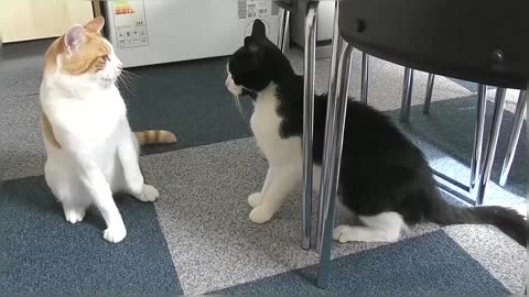 Funny & Cute Cat Compilation Video