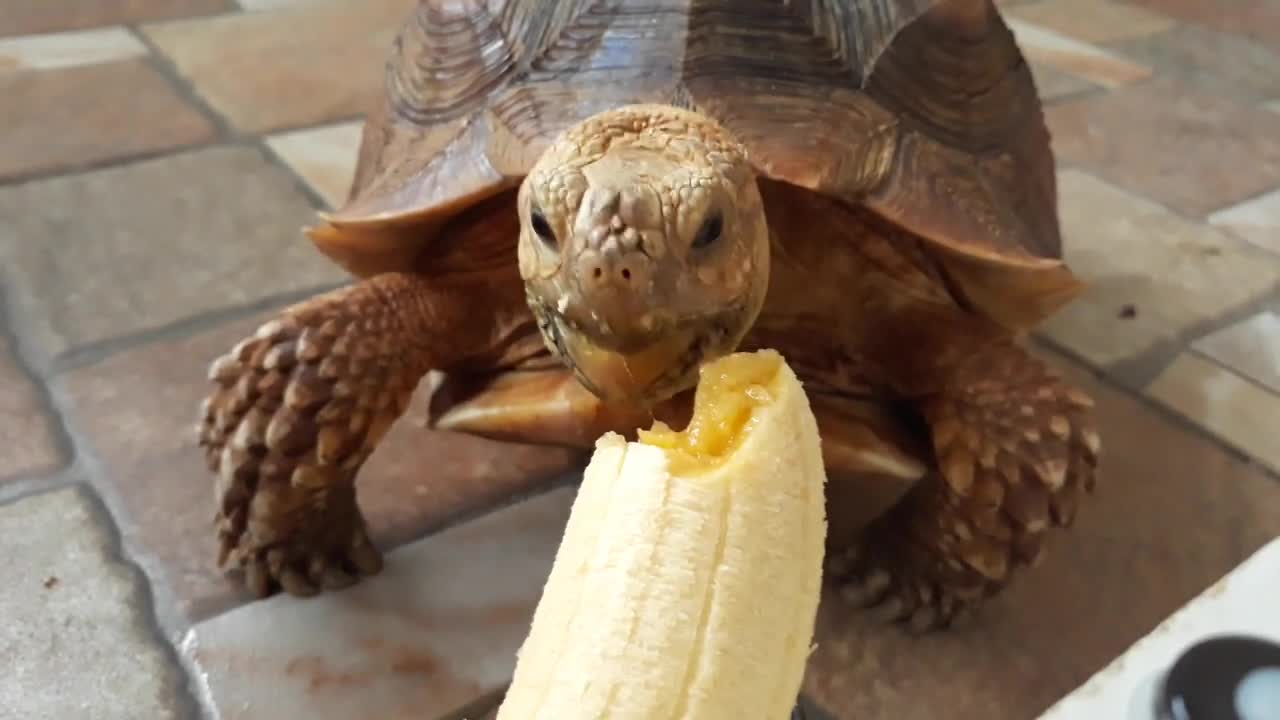 Sulcata Tortoise Eating Banana (Sulaiman) - Hand Feeding-11