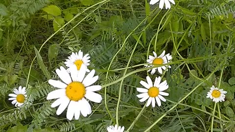 Daisies