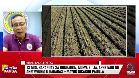 13 mga barangay sa Bongabon, Nueva Ecija, apektado ng armyworm o harabas —Mayor Ricardo Padilla