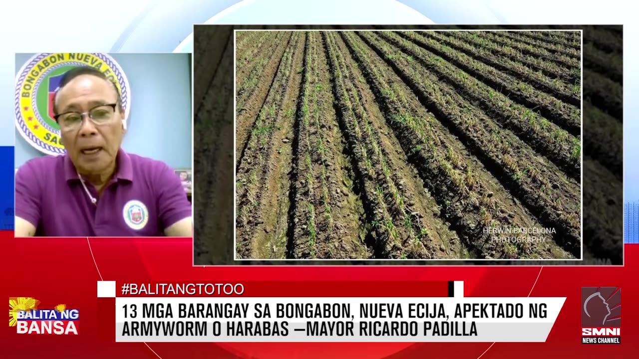 13 mga barangay sa Bongabon, Nueva Ecija, apektado ng armyworm o harabas —Mayor Ricardo Padilla