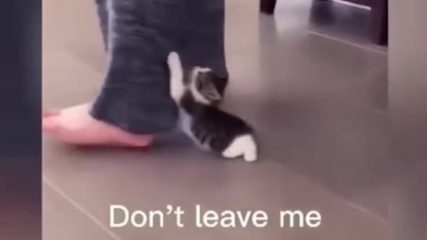 My cat funny compilation