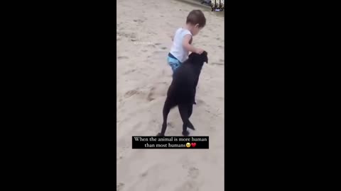 Dog stabilizes baby so he can walk without falling.