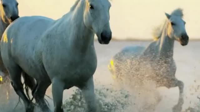 White horses running around strand