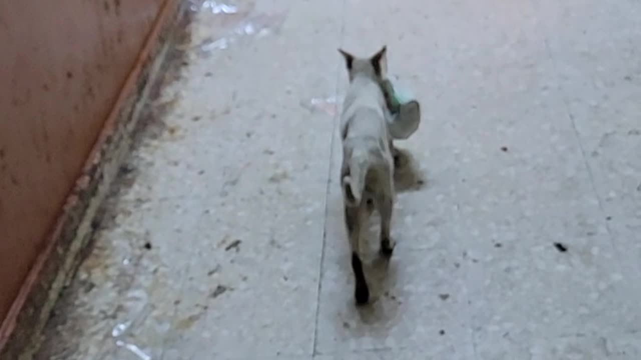 Cat pick on garbage bag in Dubai