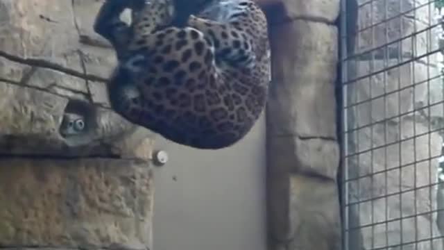 Not sure if we’re more impressed by the jaguar or the milk crate 🤷♂️
