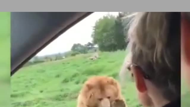 bear greeted
