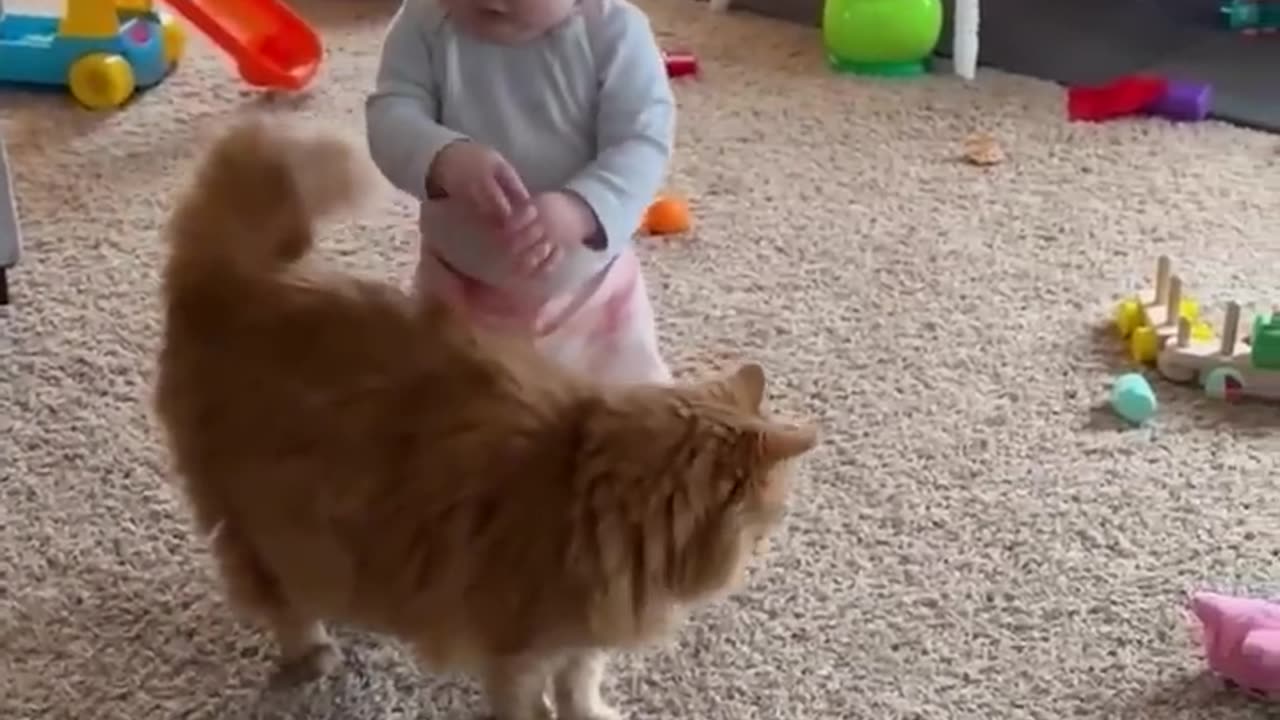 Adorable fluffy cat helps baby take his first step