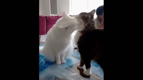 Gif video of cat cheating