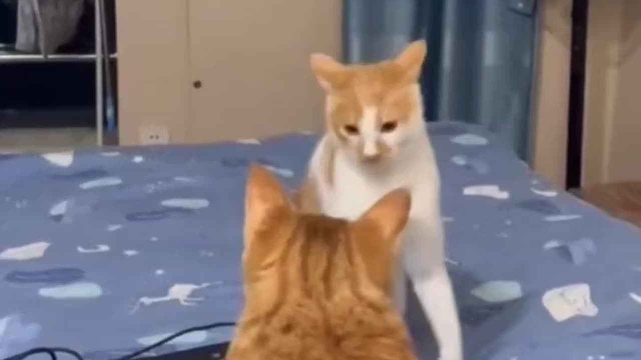 Funny cat dance