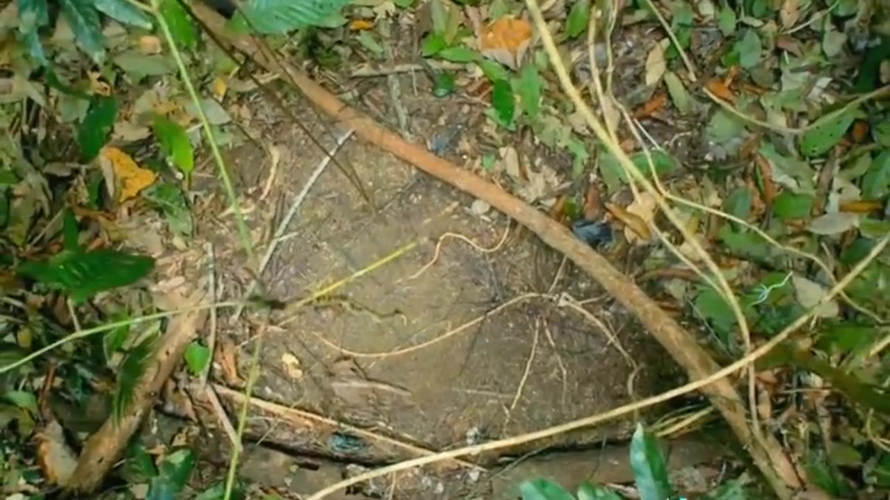 Natural Bird World