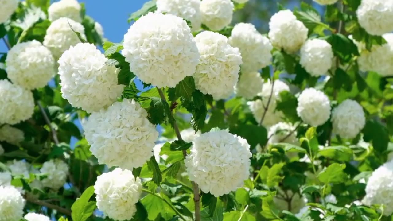 Nature flowers beautiful nature