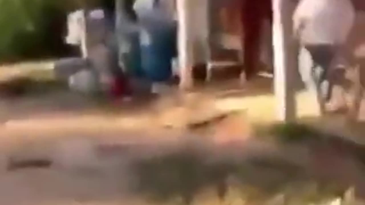 Funny animals video.