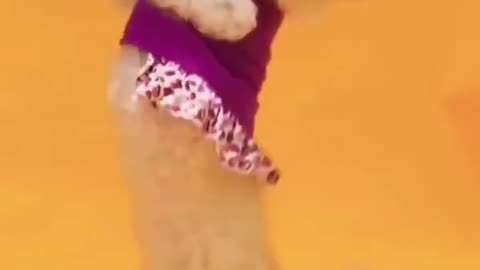 cute dog dance