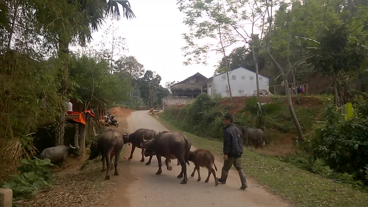 Baby Buffalo, First Day on follow mom Adorable!