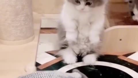 funny cat 2