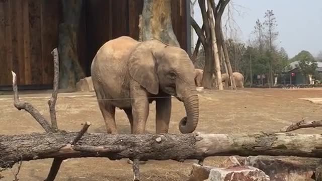 The elephant