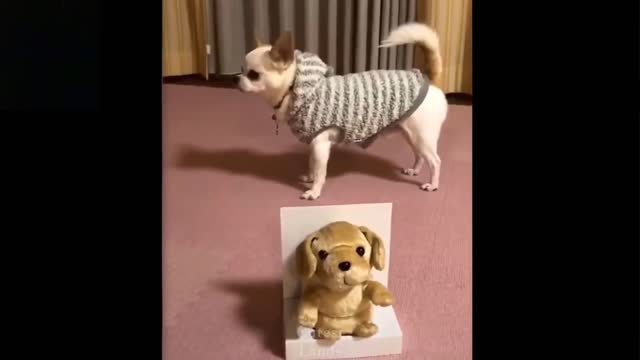 funny videos. funny cat, funny dogs