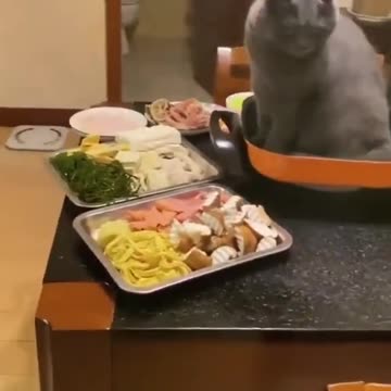 Cat Fun Rumble Funny Video