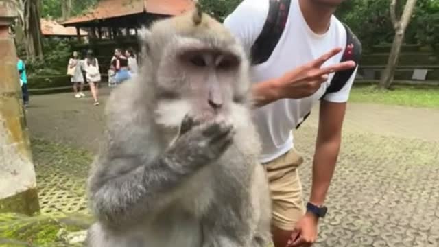 monkey charmer,from monkey forest