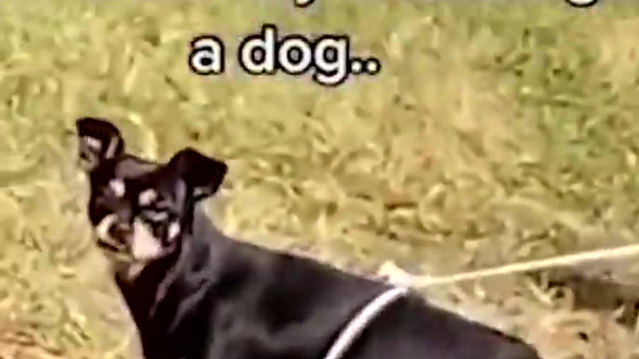 -Very Funny Dog Videos – The Top VIRAL Funny Dog Videos-(1080p)