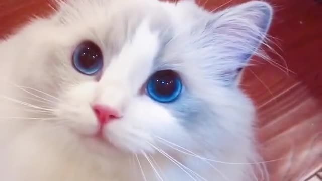 Cute cat