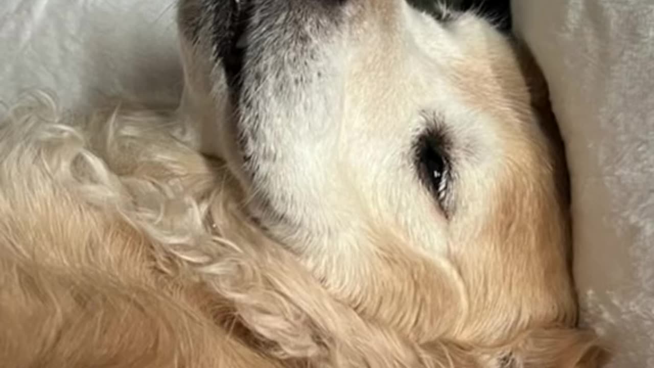 Dogs come into our lives to teach us about love