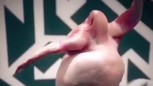 FUNNY VIDEO!! Dancing dressed chicken
